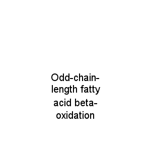 Odd-chain-length fatty acid beta-oxidation